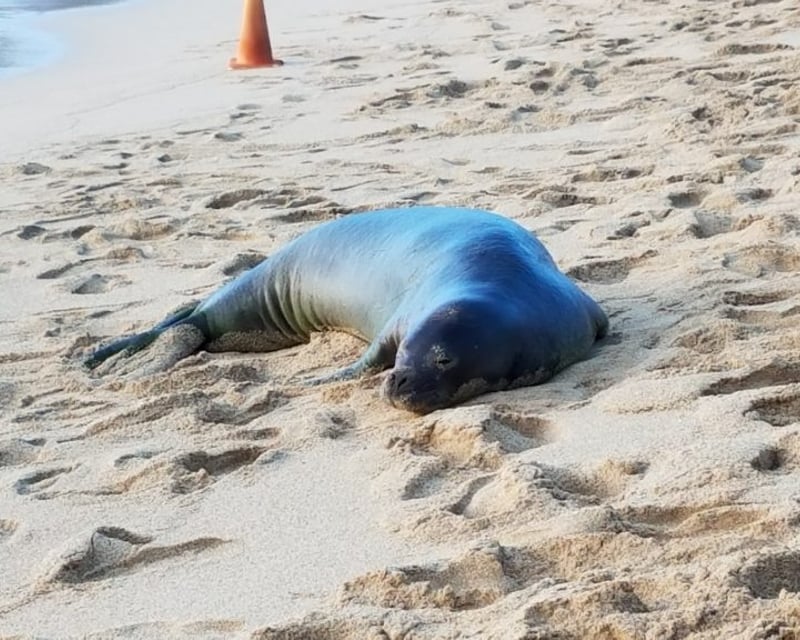 Hanauma Bay Admission & Zoo Ticket with Waikiki Shuttle