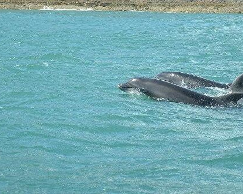 Destin Dolphin Snorkel Cruise