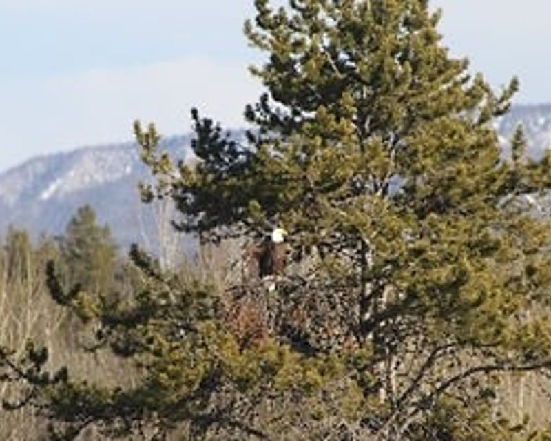 Full-Day Grand Teton National Park Van Tour from Jackson
