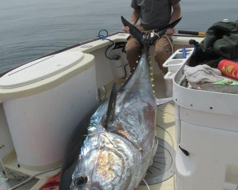Private Giant Bluefin Tuna Fishing Charter in Plymouth