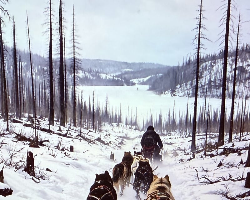 Half-Day Dogsledding Through Wildfire Terrain in Ely, MN