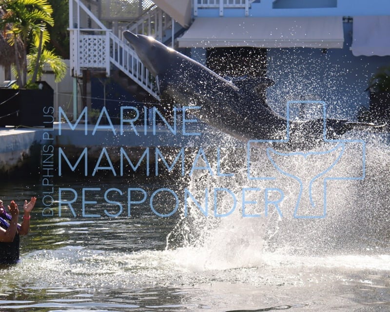 Full-Day Dolphin Caregiver Experience in Key Largo