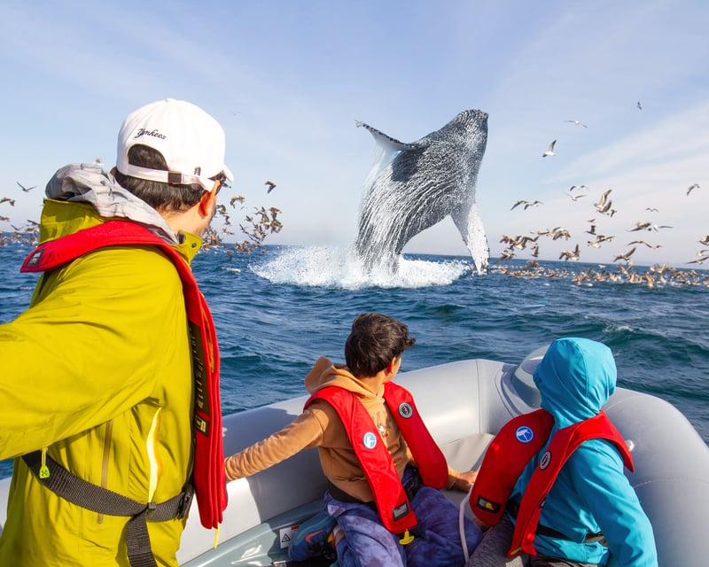 Whale Watching San Diego: Small Group Zodiac