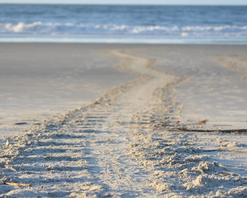 Discover Hilton Head Island on a Guided Beach Walk