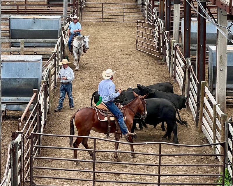 Cowboy Culture Guided Tour in Oklahoma City