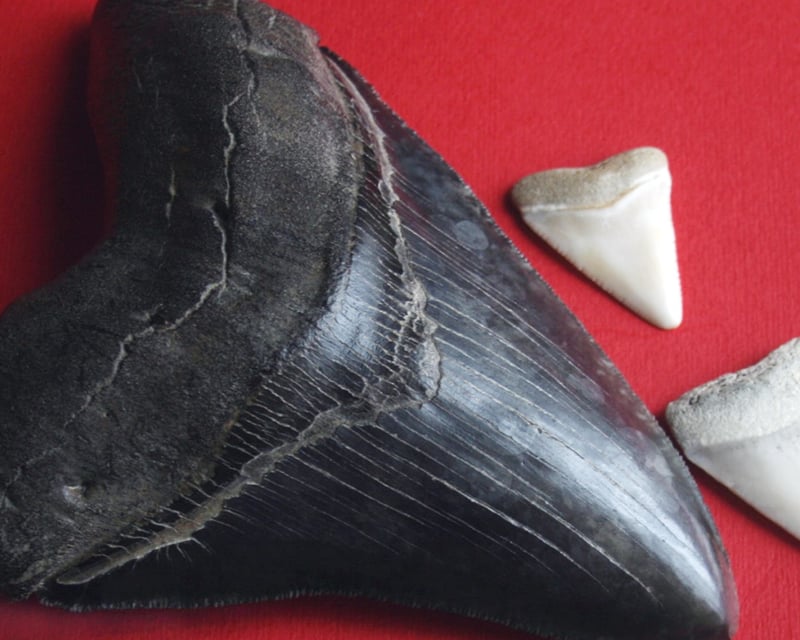 Guided Shark Tooth Hunting Tour in Venice, FL