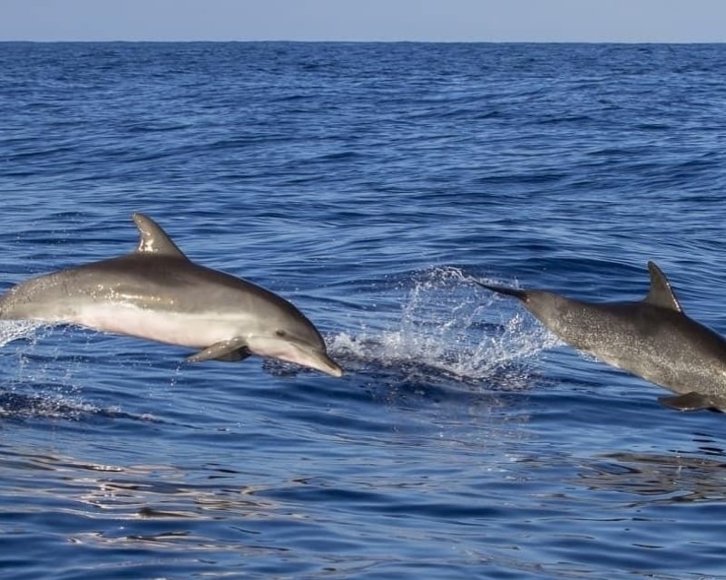 Anna Maria Island Dolphin Eco Tour