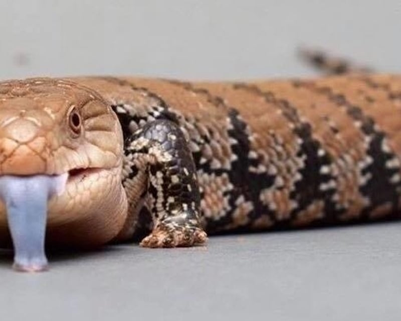 Private Reptile Meet & Greet at Downtown Aquarium Denver
