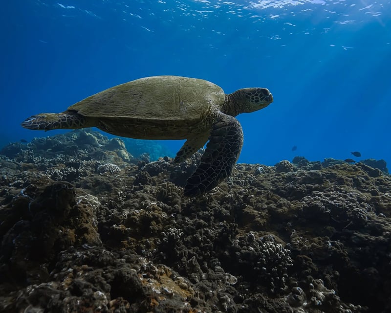 Turtle Town Night Snorkel at Makena Landing, Maui