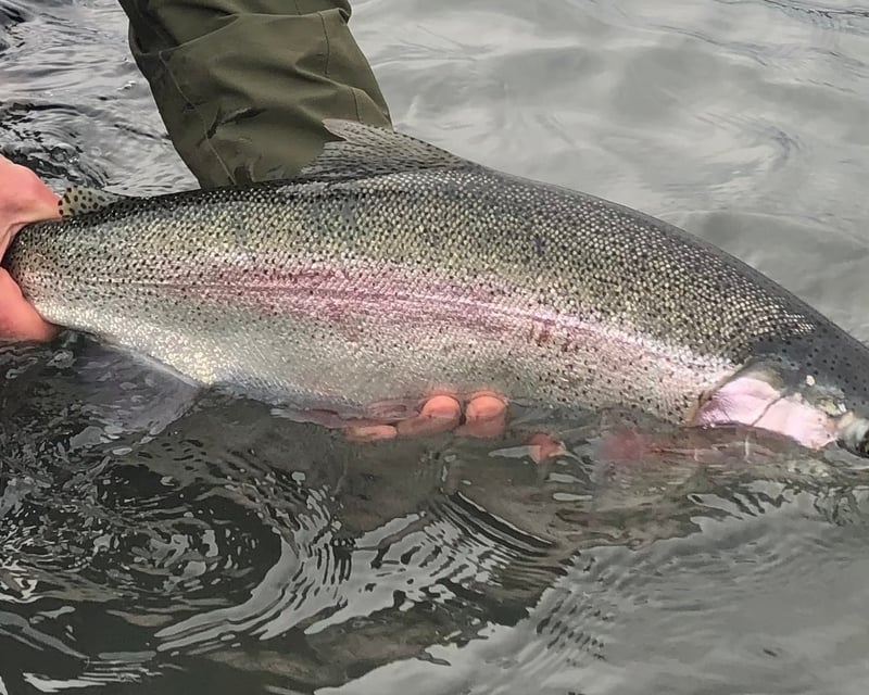 Kenai River Trophy Rainbow Trout Fly Fishing in Soldotna