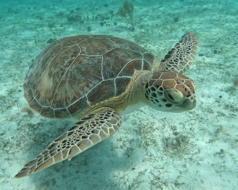 Morning Sea Turtle Snorkel Cruise from St. Thomas