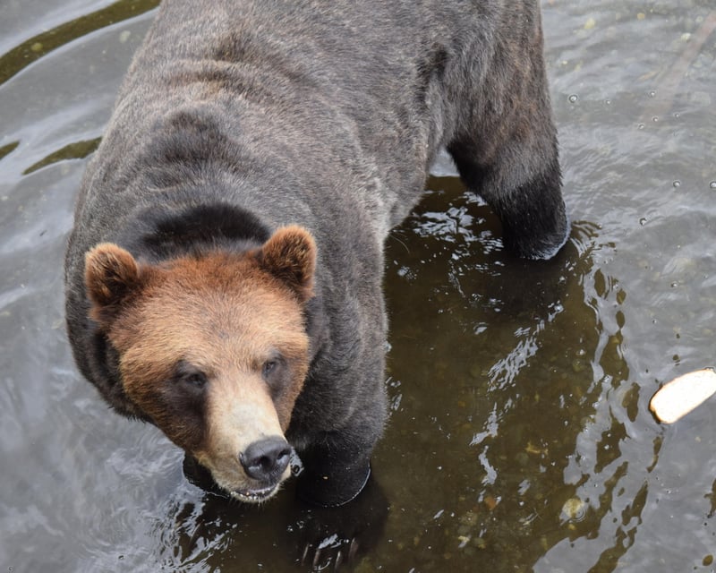 Sitka Bear, Raptor & Totem Guided Tour