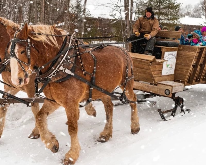Horse-Drawn Sleigh Ride at Treetops Resort in Gaylord