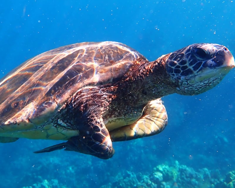 Outrigger Canoe & Sea Turtle Swim in Wailea, Maui