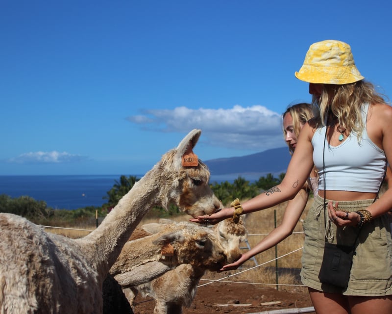 Alpaca Farm Tour & Tropical Fruit Tasting in Lahaina