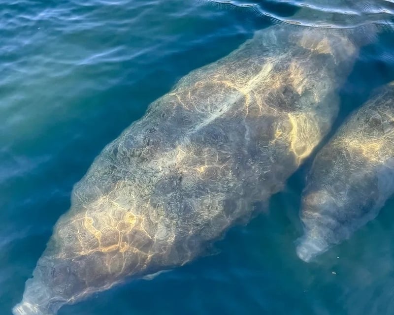Kings Bay Guided Wildlife Eco Tour
