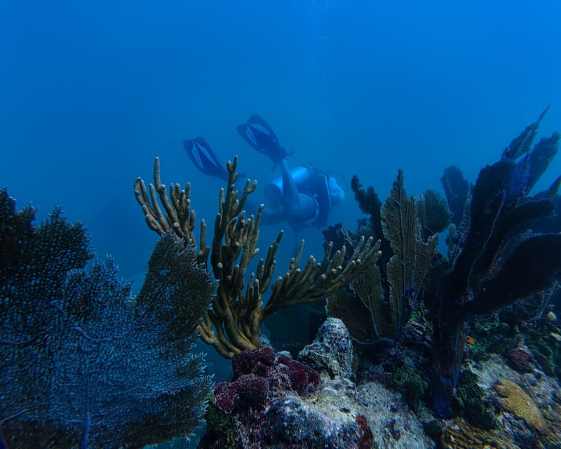 Afternoon 2-Tank Barrier Reef Dive in Key West