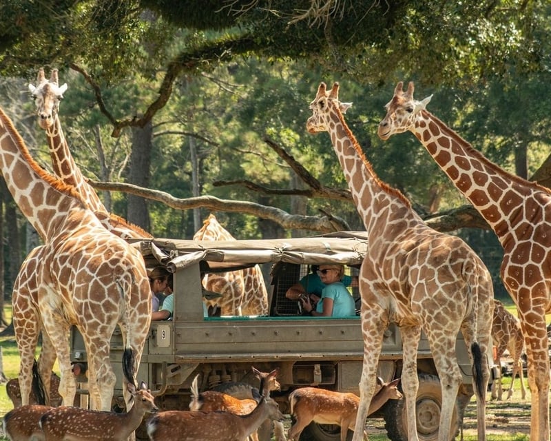Private Wildlife Safari Tour in Folsom