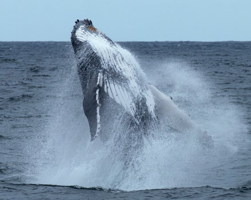 69' Private Whale Watching Yacht Charter in Honolulu