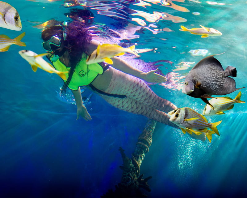 Lecanto Shark & Stingray Snorkeling Encounter