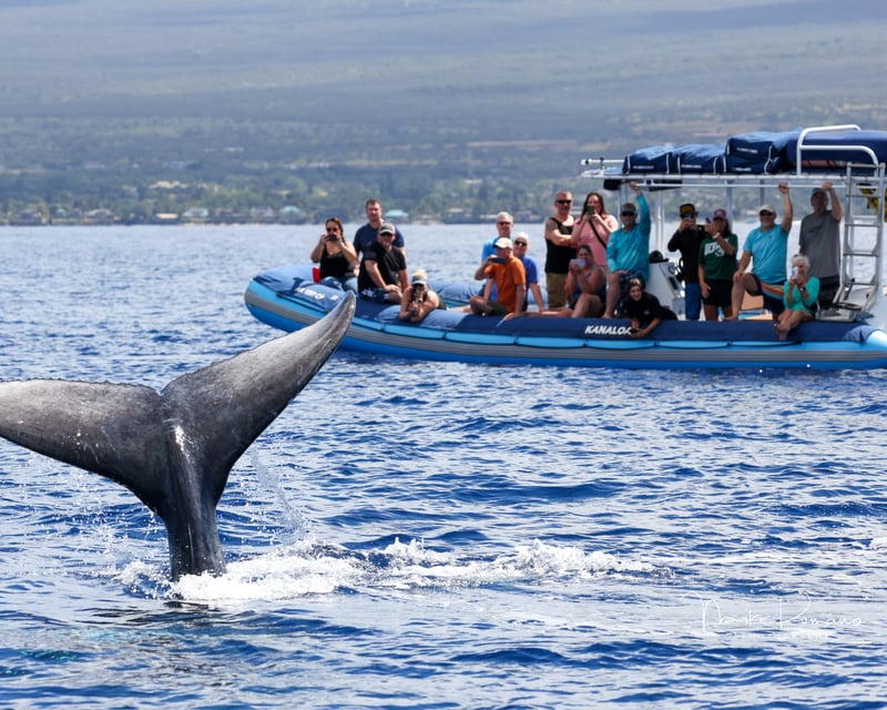 Molokini Snorkel & Whale Watch Cruise in Maui