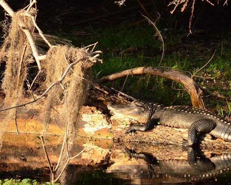St. Johns River Wildlife Eco Tour Cruise in DeBary