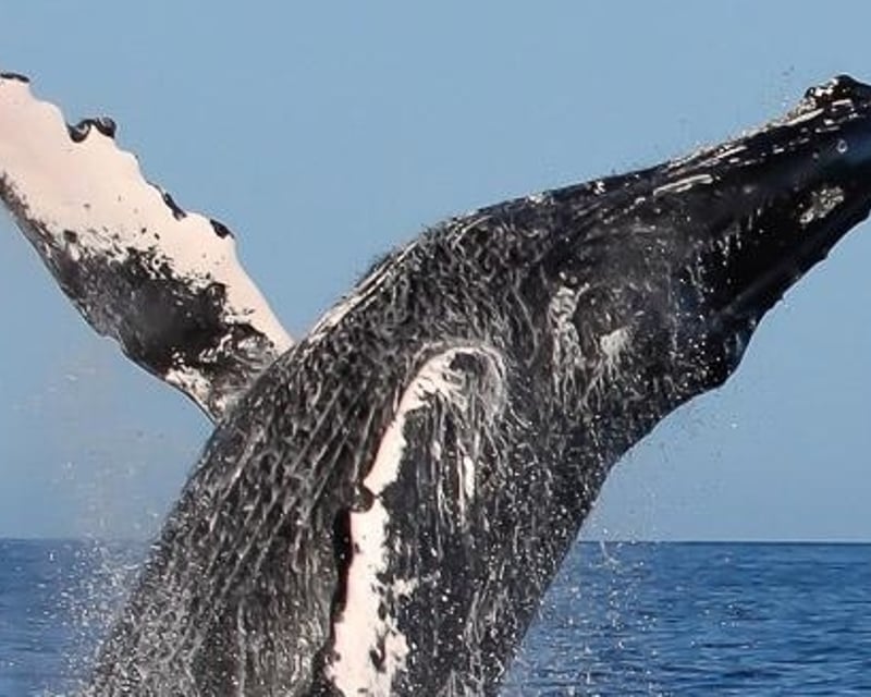 Humpback Whale Watching with Hydrophones in Kailua-Kona