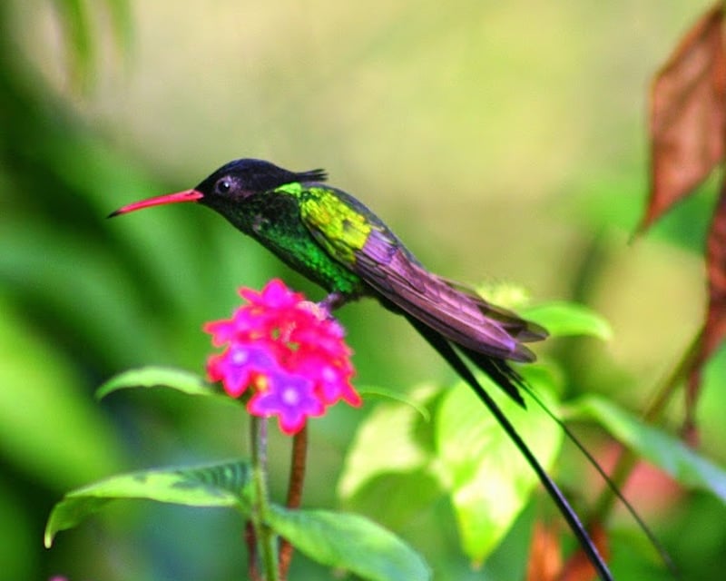 Montego Bay Rocklands Bird Sanctuary Tour