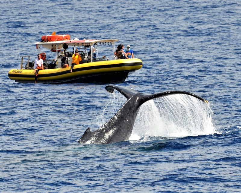 Sunset Whale Watching Cruise in Lahaina