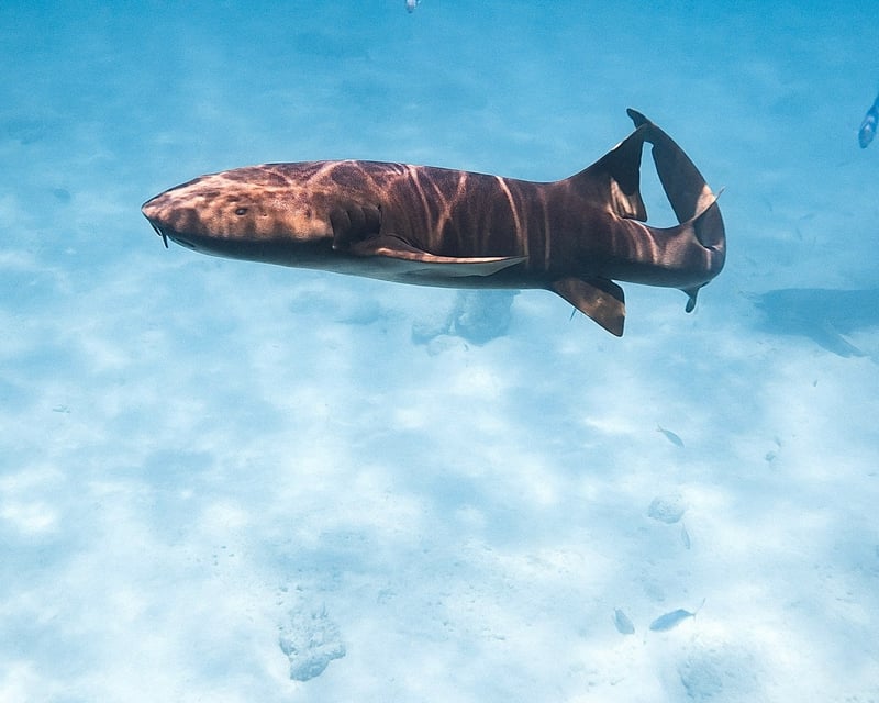 Nurse Shark Snorkel with Marine Biologist in Santa Isabel