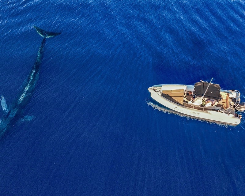 San Diego Half-Day Whale Watching with Marine Biologist