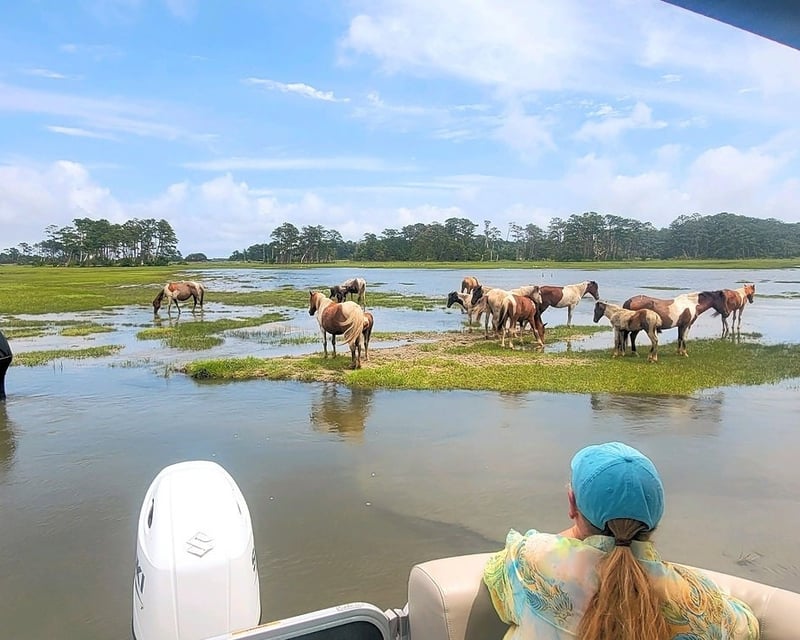 Wild Pony & Lighthouse Cruise in Chincoteague