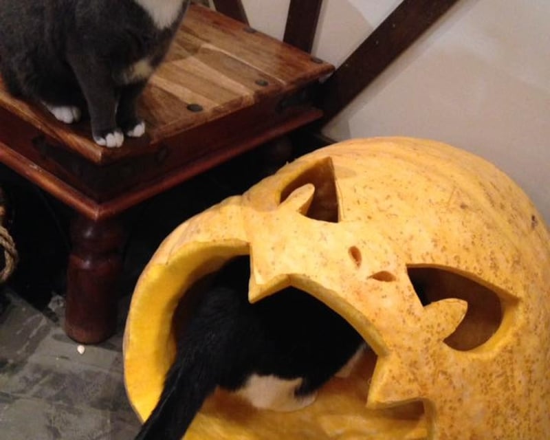 Cat Lounge Pumpkin Carving in Seattle