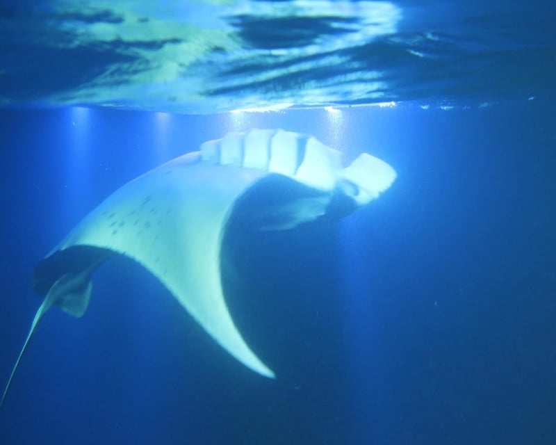 Manta Ray Night Snorkel from Keauhou Harbor in Kona