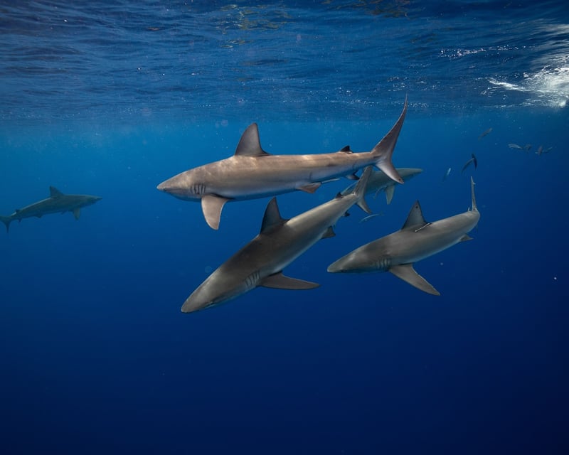Shark Cage Diving Tour in Haleiwa