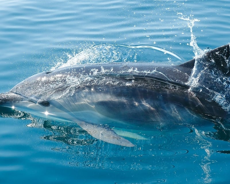 Shell Key Dolphin & Shelling Cruise
