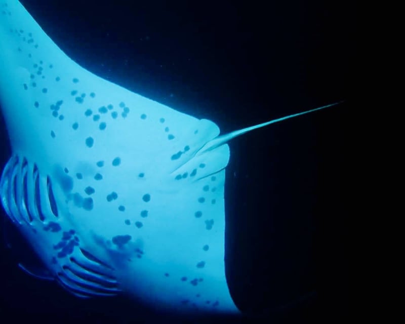 Manta Ray Night Snorkel In Kailua-Kona