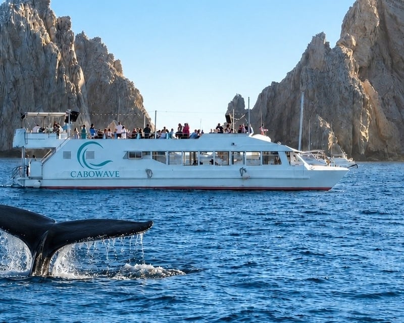 Cabo San Lucas Whale Watching & Breakfast Cruise