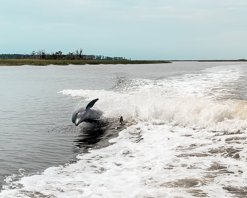 Private Dolphin Tour in Savannah’s Lowcountry