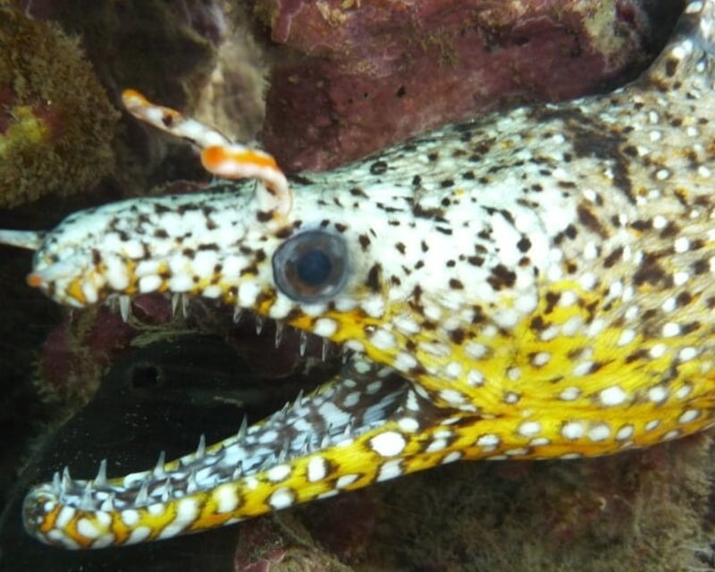 Night Shore Scuba Dive at Koloa Landing in Poipu