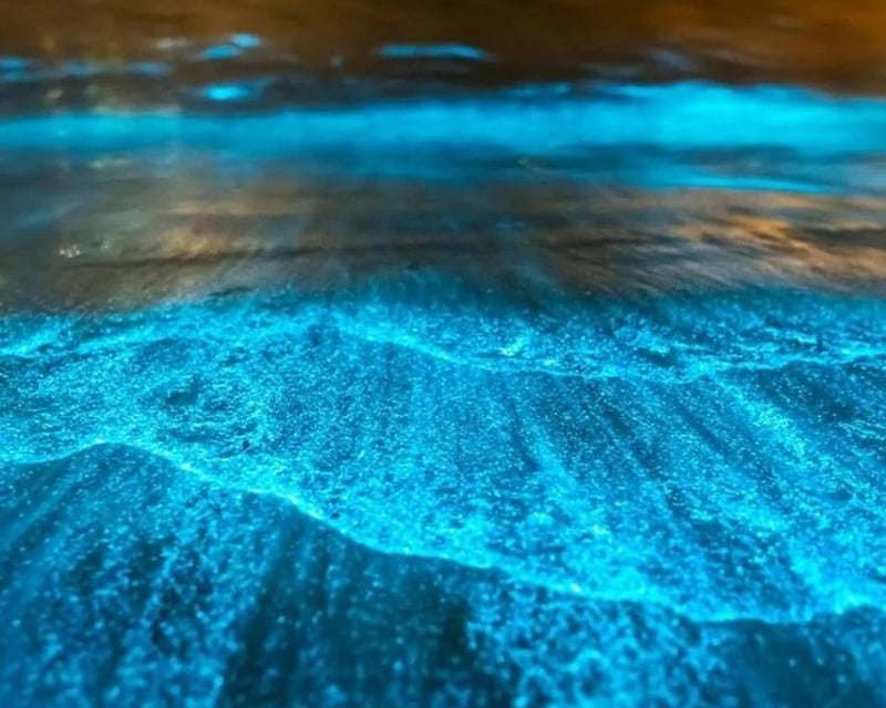 Bioluminescence Cruise in Merritt Island