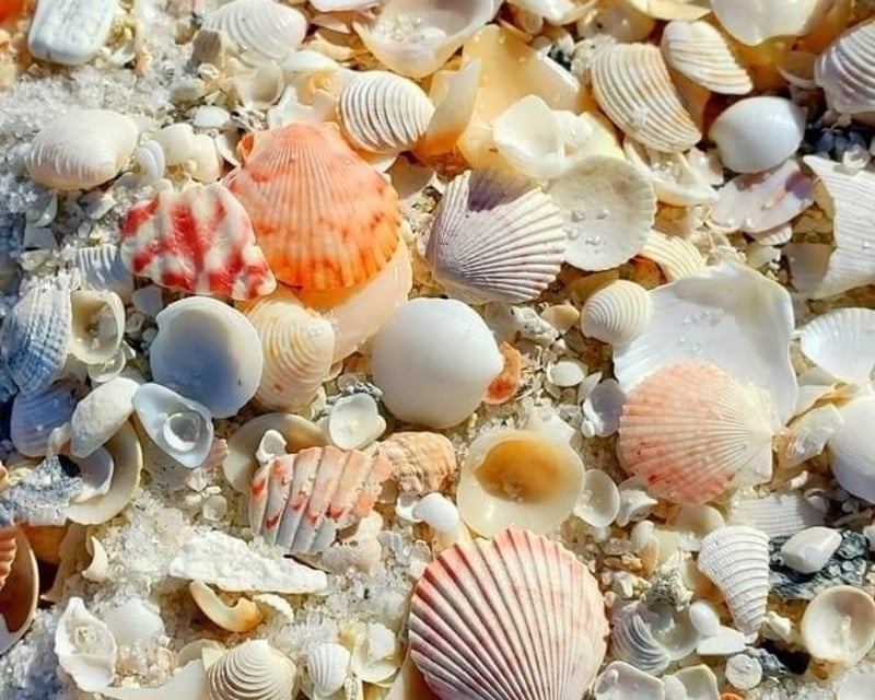 Shelling & Snorkeling Excursion from Cape Coral