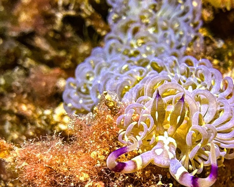 Bioluminescent Night Dive for Certified Divers in Honolulu