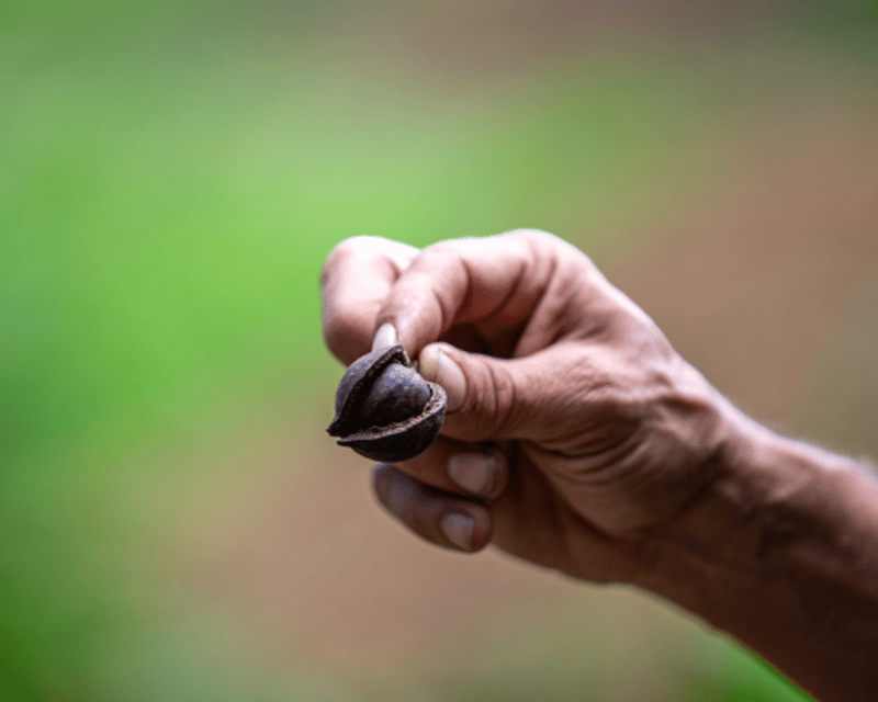 Explore Maui Macadamia Nuts & Hydroponics Tour