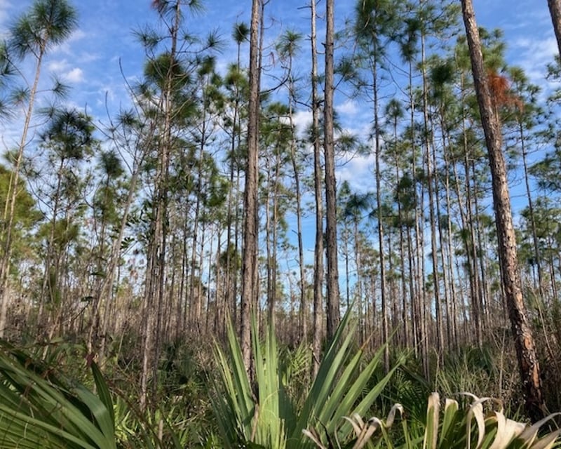 Everglades 10,000 Islands Boat & Nature Tour