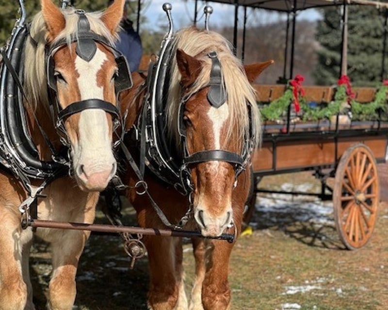 Christmas Village Horse-Drawn Wagon Ride in Elizabethtown