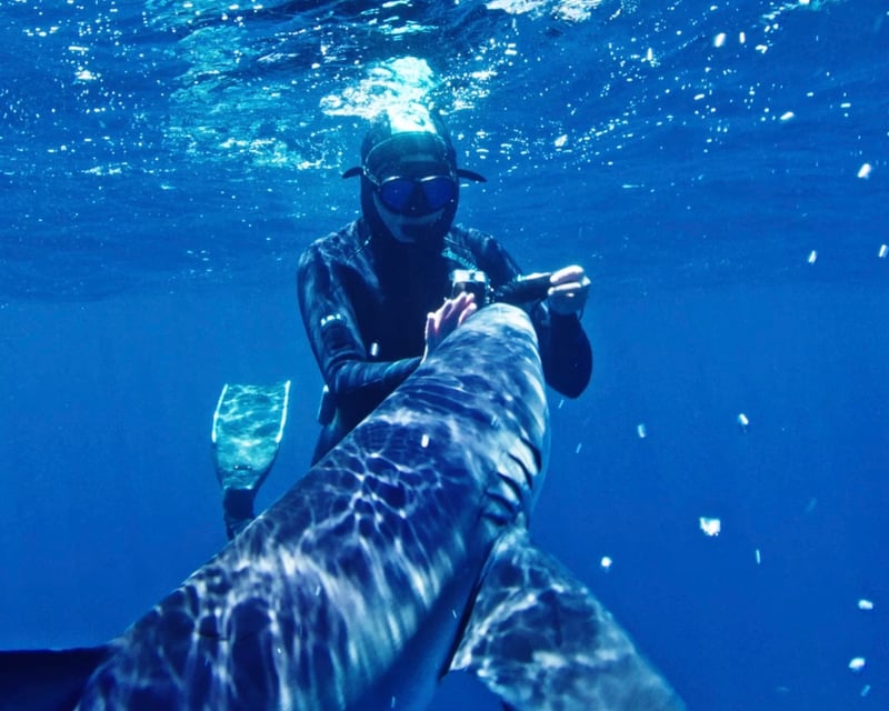 6-Hour Shark Snorkeling Charter in San Diego