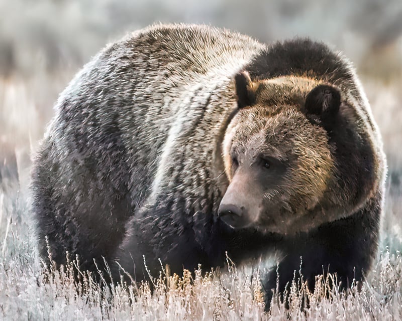 Winter Wildlife Tour in Grand Teton