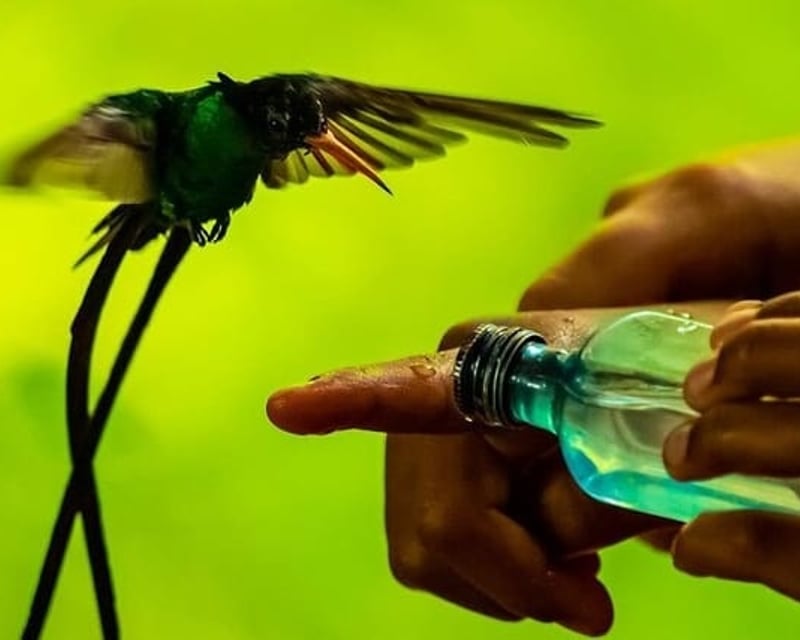 Rocklands Bird Sanctuary Hand Feeding Tour from Montego Bay