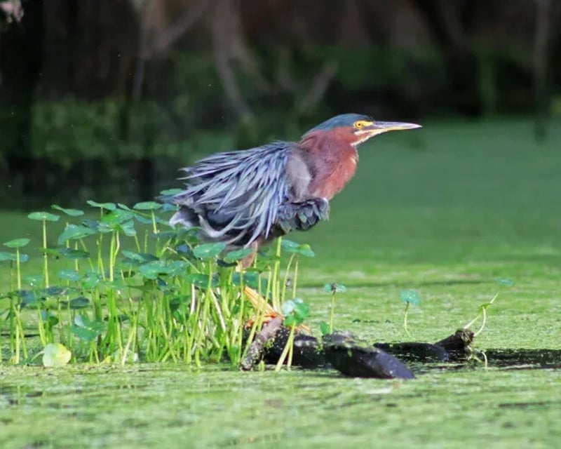 Private Guided Cypress Swamp Kayak Tour on Ebenezer Creek